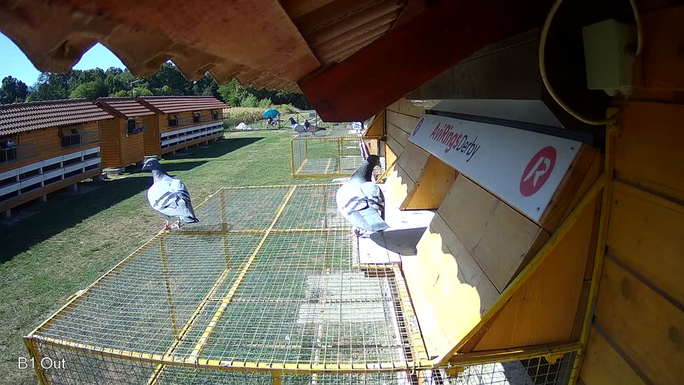 Pigeon Arrival Image For Race Race 3
