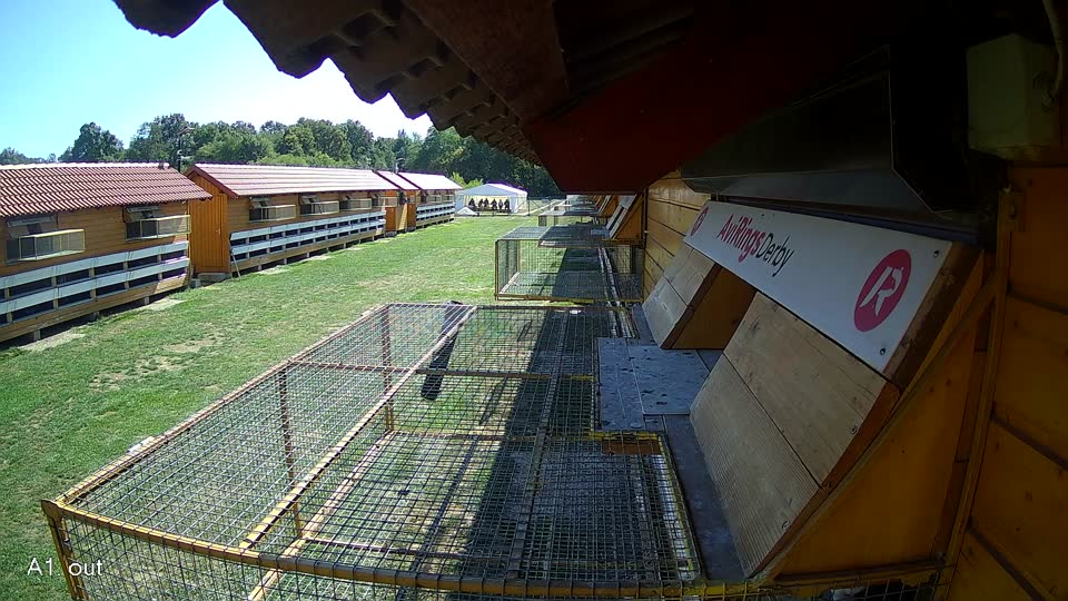 Pigeon Arrival Image For Race Final Race 1/3