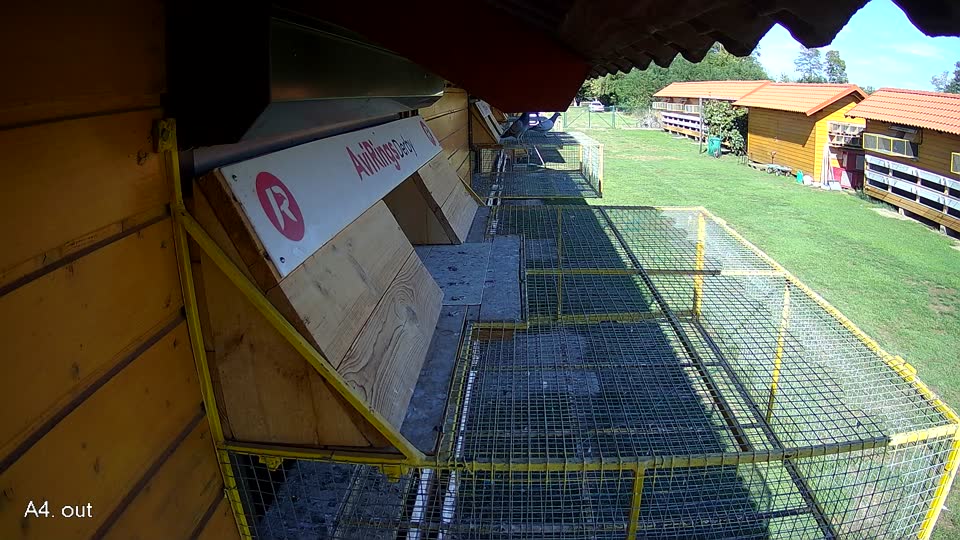 Pigeon Arrival Image For Race Final Race 2/3