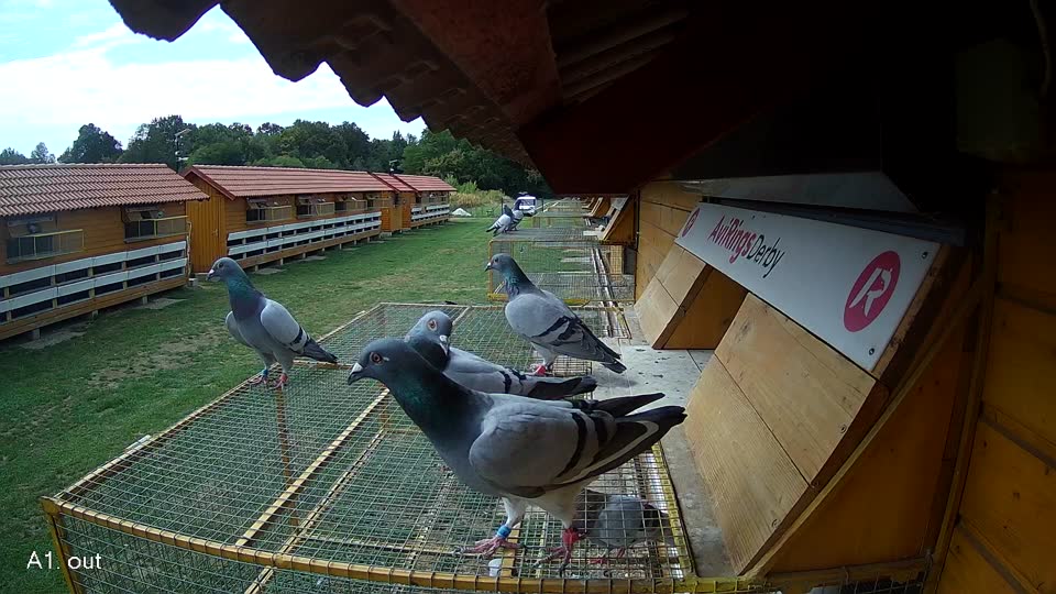 Pigeon Arrival Image For Race Race 4