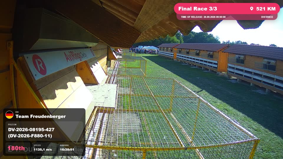 Pigeon Arrival Image For Race Final Race 3/3