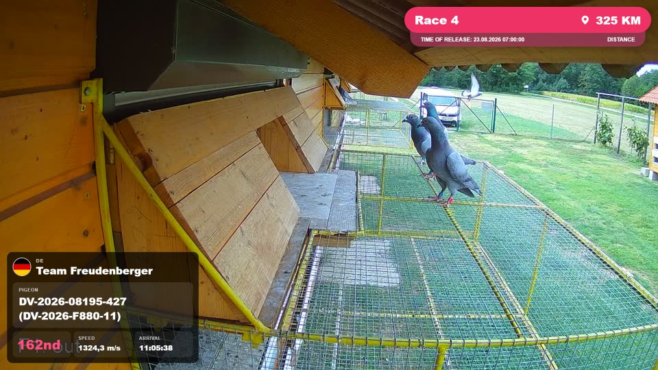 Pigeon Arrival Image For Race Race 4