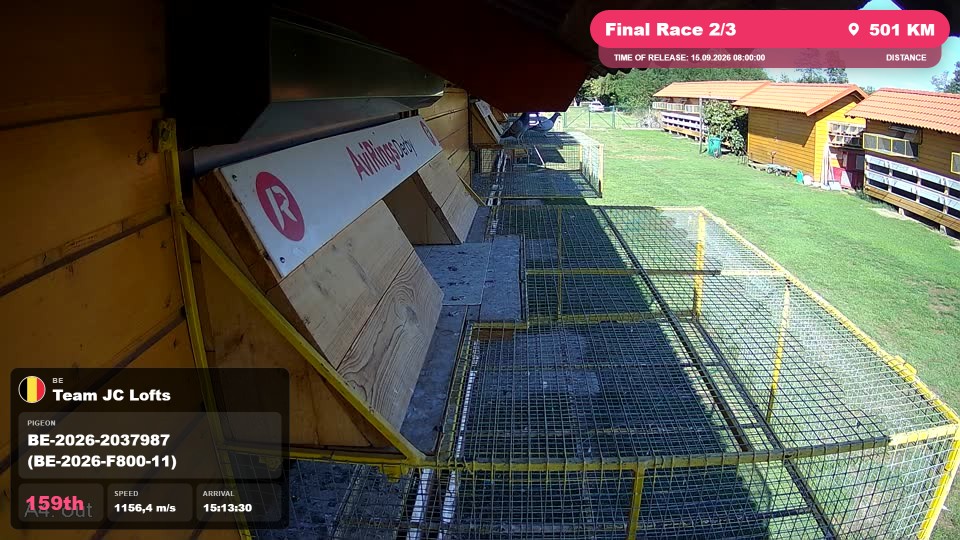 Pigeon Arrival Image For Race Final Race 2/3