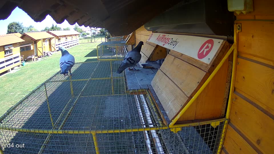 Pigeon Arrival Image For Race Race 3