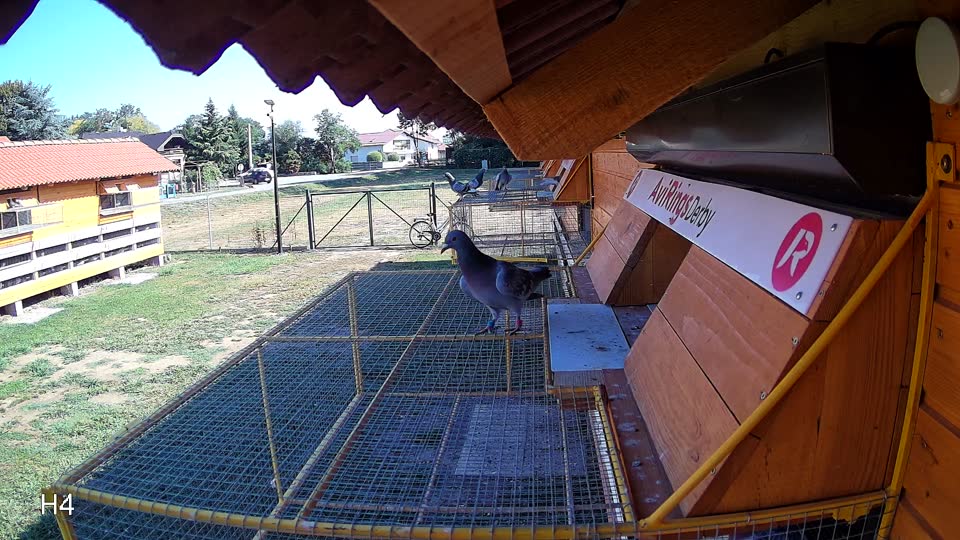Pigeon Arrival Image For Race Race 2
