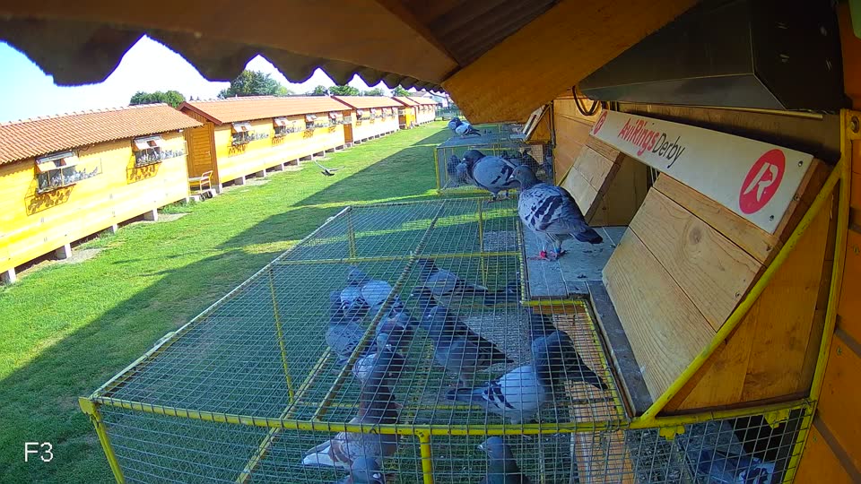 Pigeon Arrival Image For Race Race 1