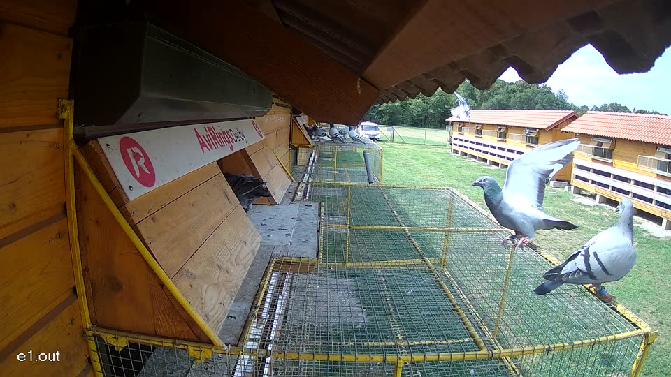 Pigeon Arrival Image For Race Race 4