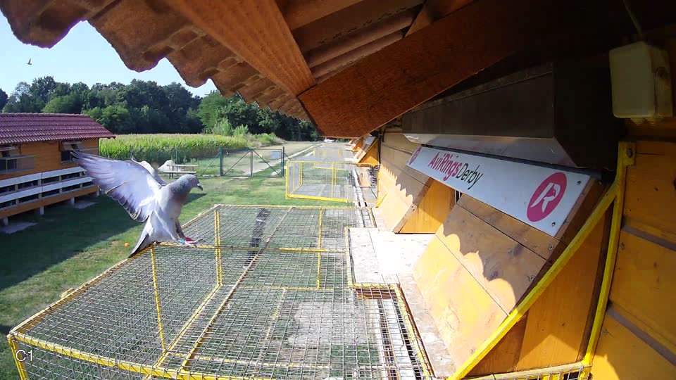 Pigeon Arrival Image For Race Race 1