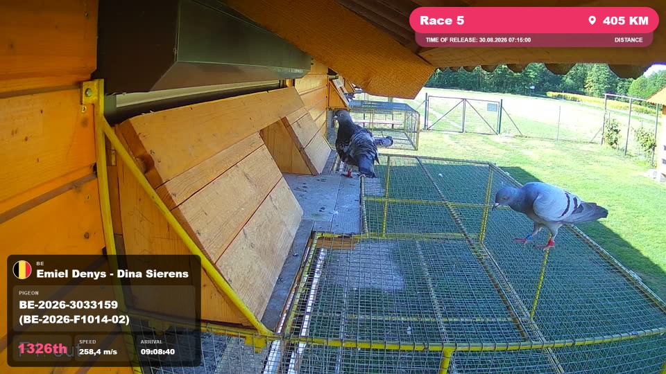 Pigeon Arrival Image For Race Race 5