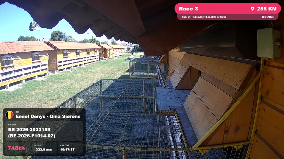 Pigeon Arrival Image For Race Race 3