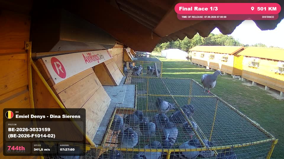 Pigeon Arrival Image For Race Final Race 1/3