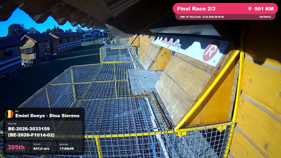 Pigeon Arrival Image For Race Final Race 2/3