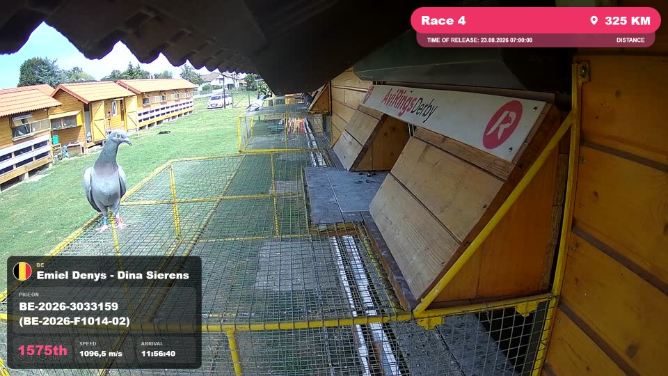 Pigeon Arrival Image For Race Race 4