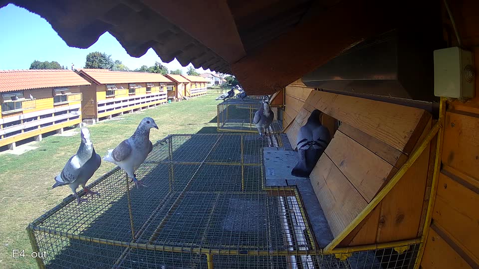 Pigeon Arrival Image For Race Race 3