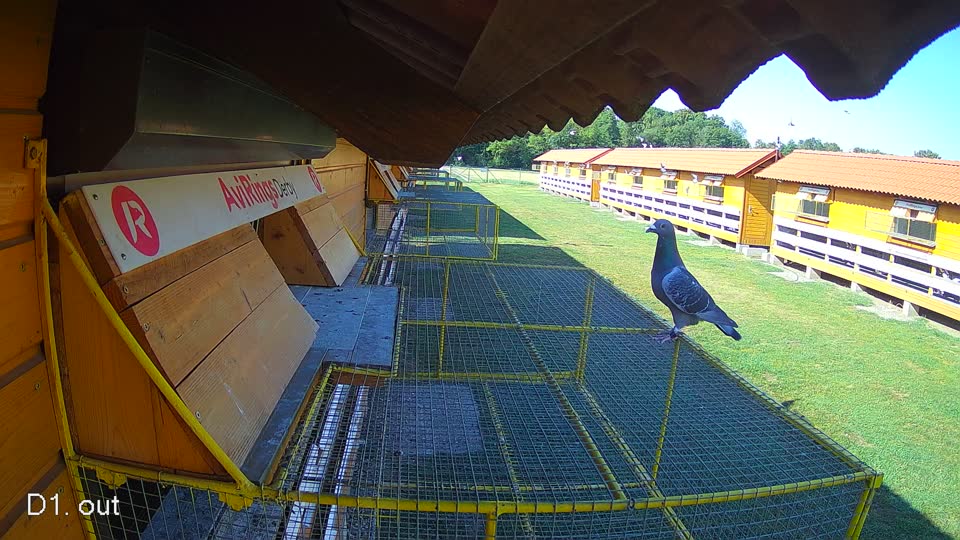 Pigeon Arrival Image For Race Race 2