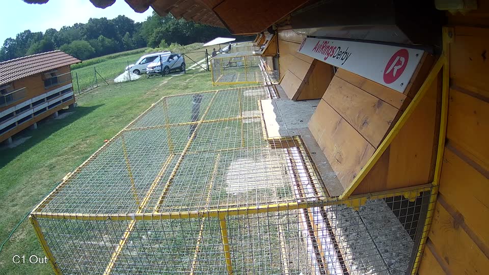 Pigeon Arrival Image For Race Race 4