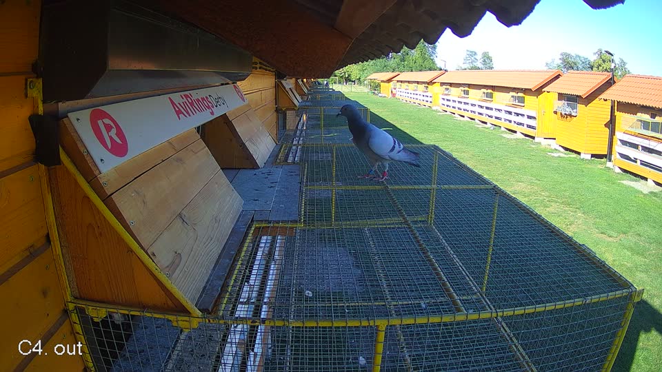 Pigeon Arrival Image For Race Final Race 1/3