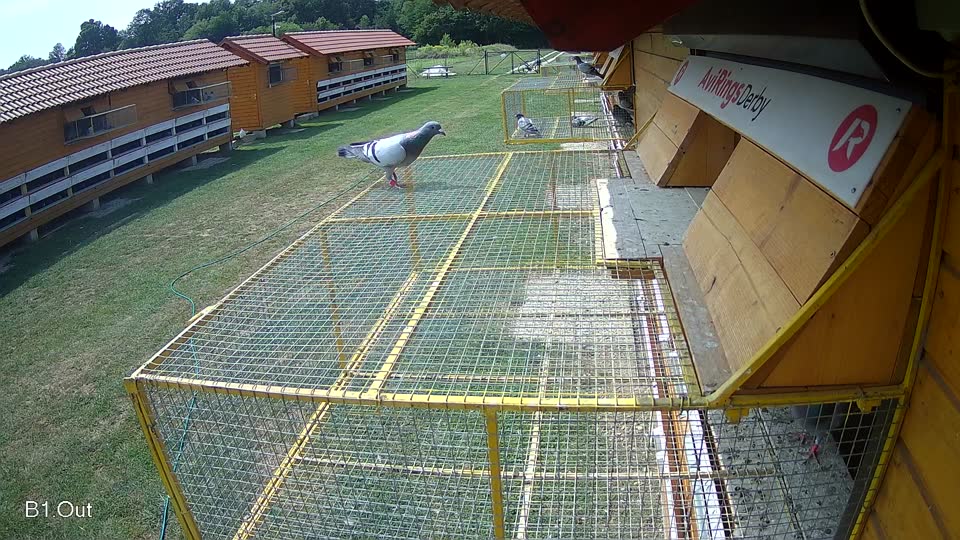Pigeon Arrival Image For Race Race 3