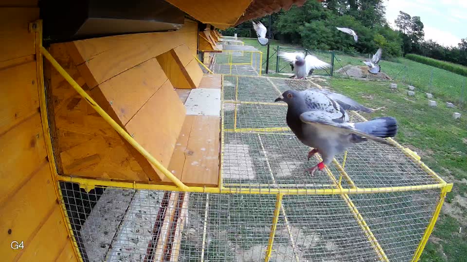 Pigeon Arrival Image For Race Race 3