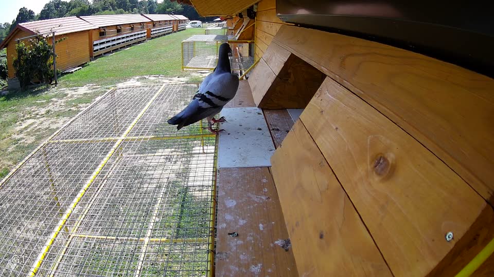 Pigeon Arrival Image For Race Race 4