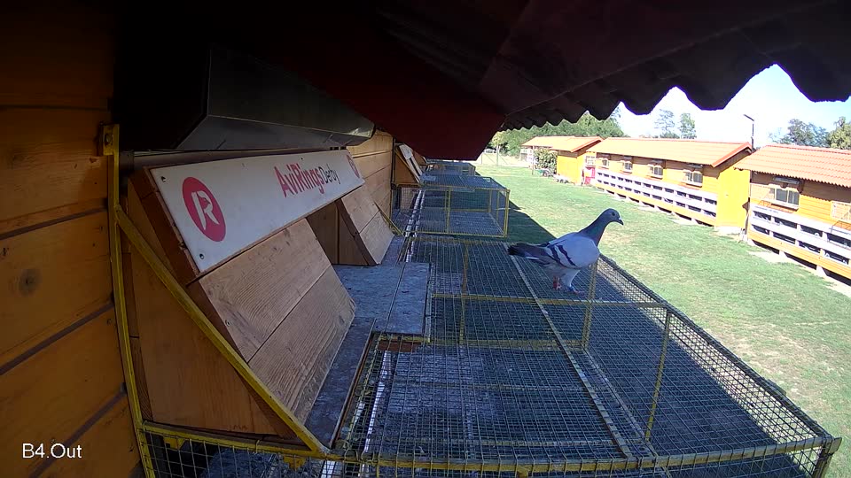 Pigeon Arrival Image For Race Final Race 1/3