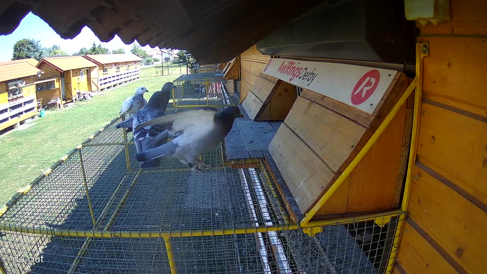 Pigeon Arrival Image For Race Race 3