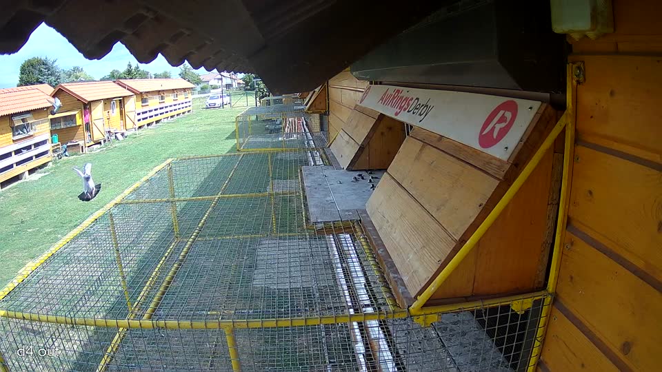 Pigeon Arrival Image For Race Race 4