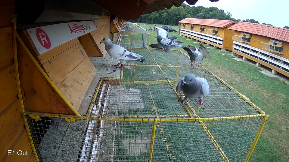 Pigeon Arrival Image For Race Race 3