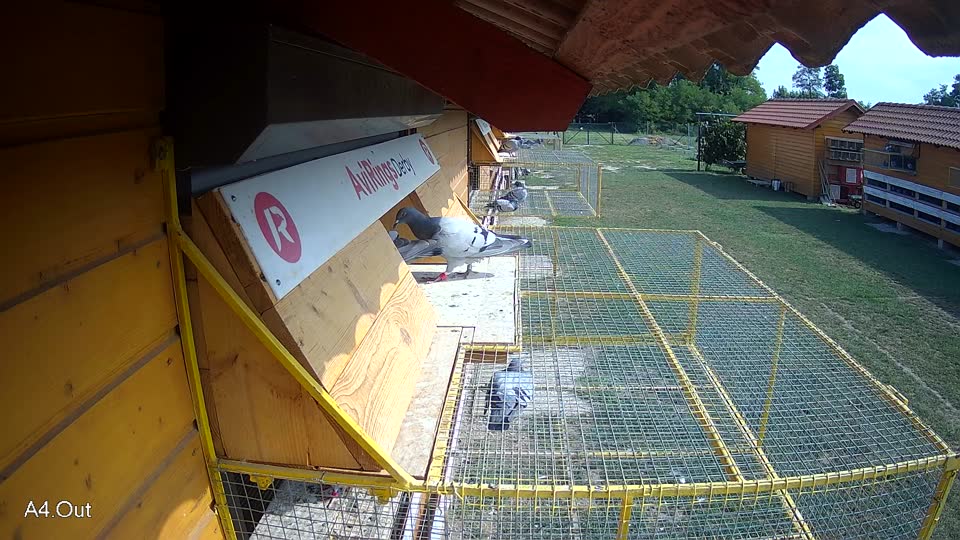 Pigeon Arrival Image For Race Race 4