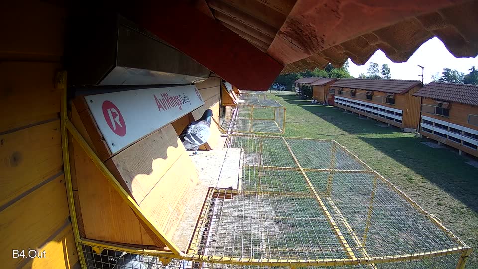 Pigeon Arrival Image For Race Race 1