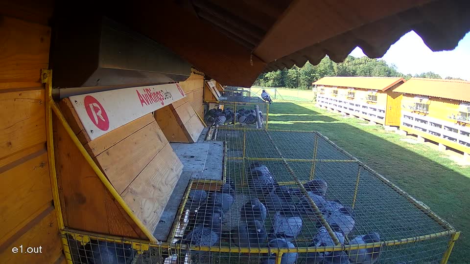 Pigeon Arrival Image For Race Race 4