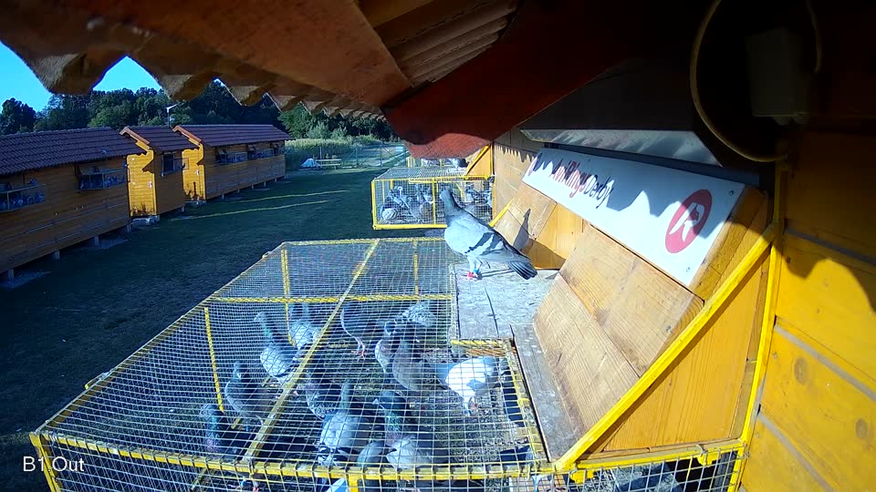 Pigeon Arrival Image For Race Race 1