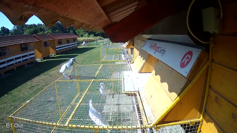Pigeon Arrival Image For Race Race 2