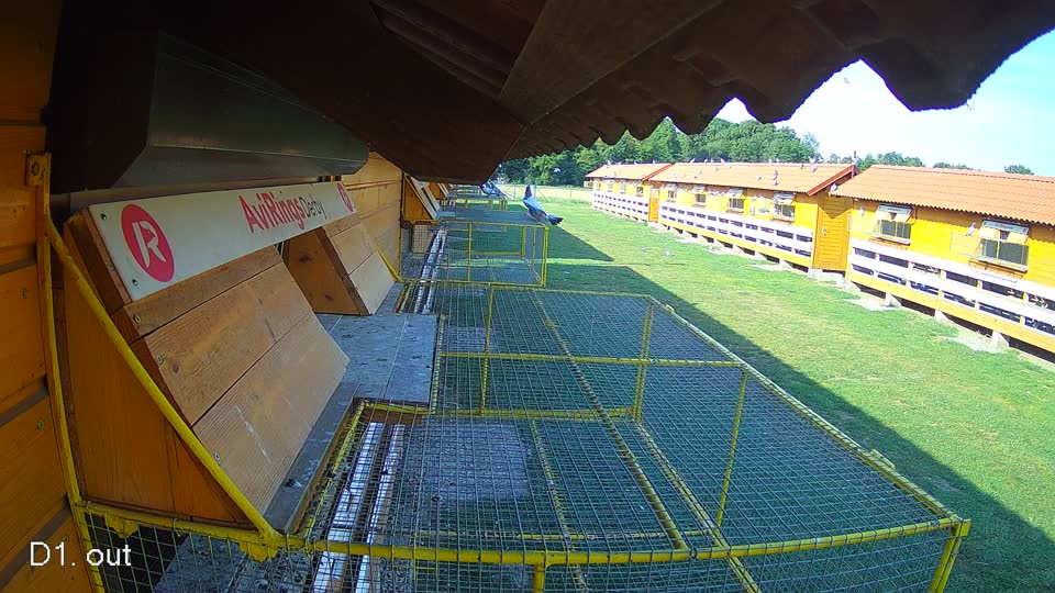 Pigeon Arrival Image For Race Race 1