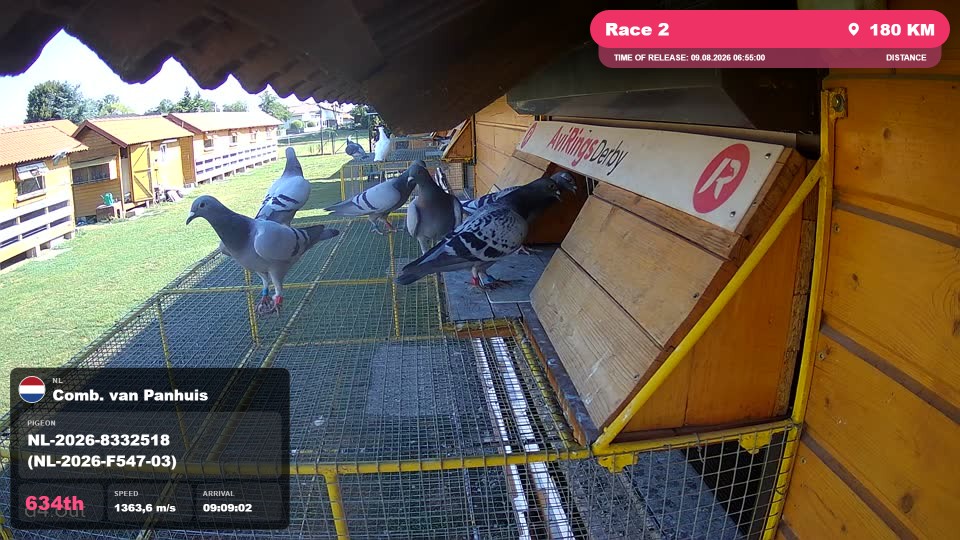 Pigeon Arrival Image For Race Race 2
