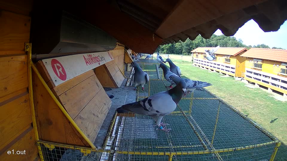 Pigeon Arrival Image For Race Race 1