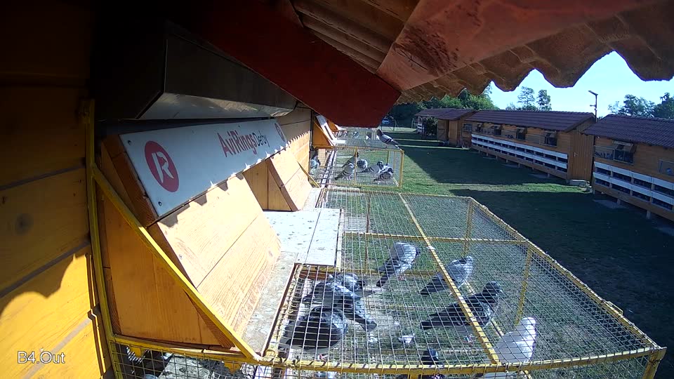 Pigeon Arrival Image For Race Race 5