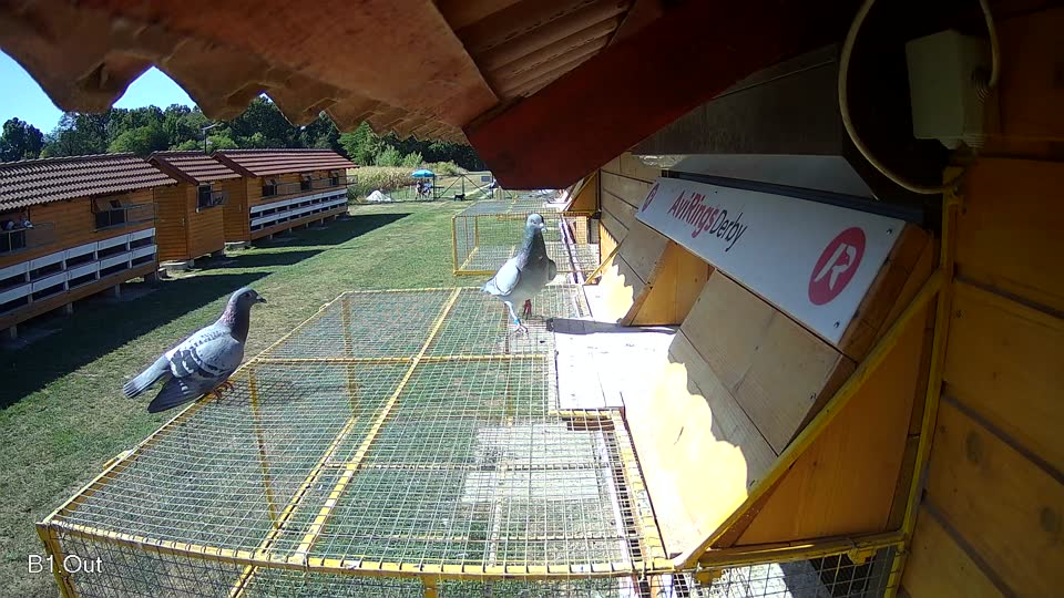 Pigeon Arrival Image For Race Race 3