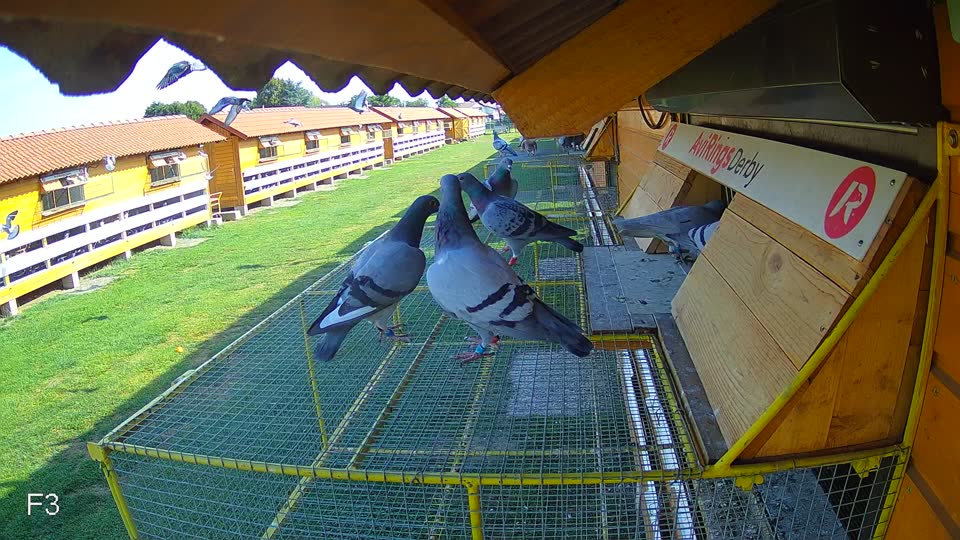 Pigeon Arrival Image For Race Race 1