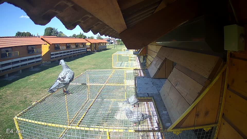 Pigeon Arrival Image For Race Race 4