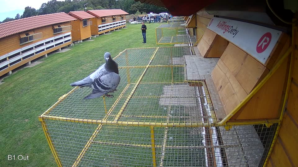 Pigeon Arrival Image For Race Final race 3