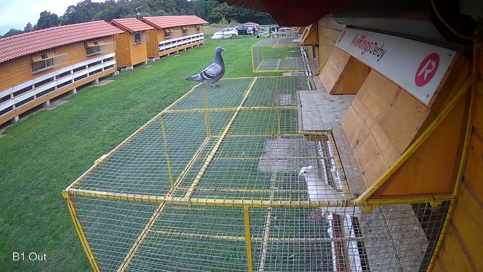 Pigeon Arrival Image For Race Final race 2