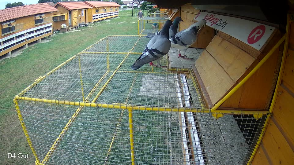Pigeon Arrival Image For Race Race 3