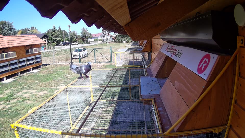 Pigeon Arrival Image For Race Race 5