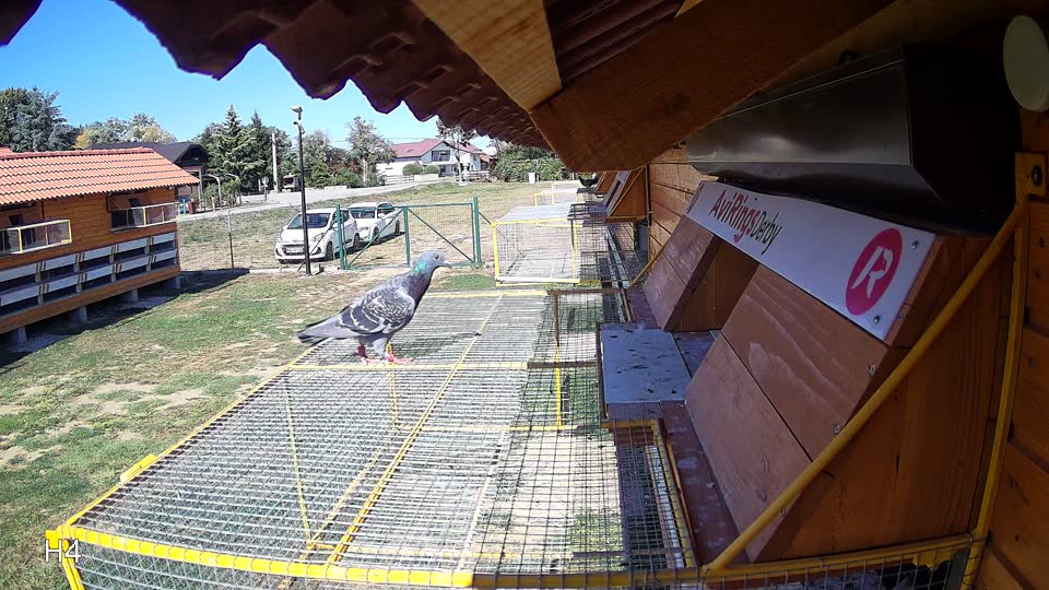 Pigeon Arrival Image For Race Final Race 1/3