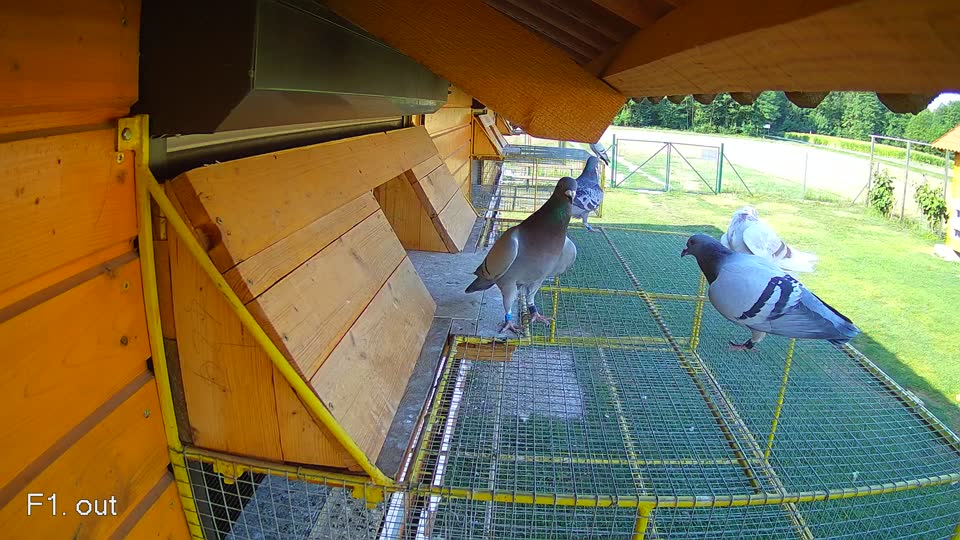 Pigeon Arrival Image For Race Race 1