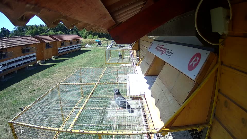 Pigeon Arrival Image For Race Race 3