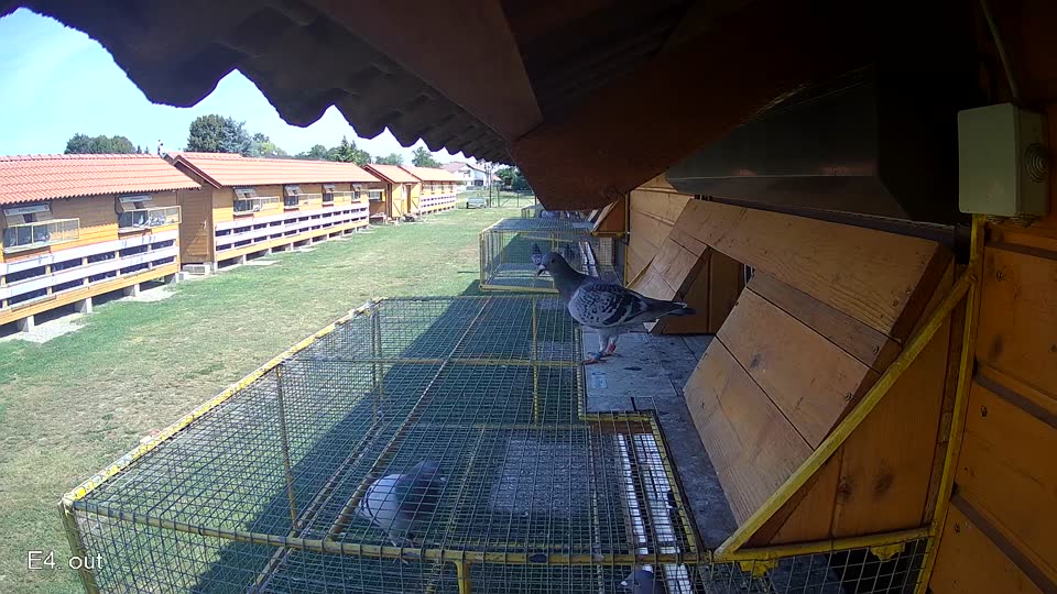 Pigeon Arrival Image For Race Race 1