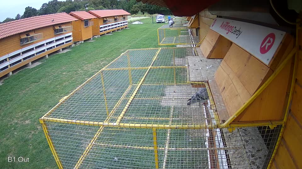Pigeon Arrival Image For Race Race 6
