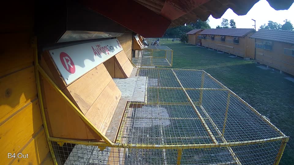 Pigeon Arrival Image For Race Race 4